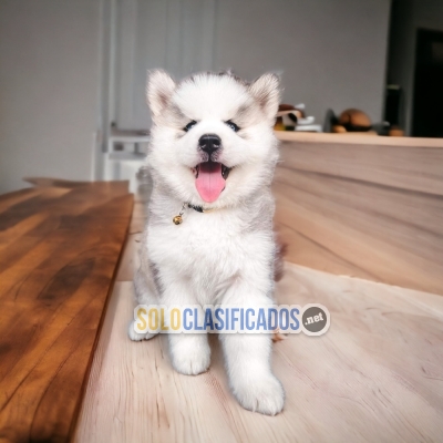 ALASKA  MALAMUTE / ALASKA MALAMUTE AVAILABLE... 