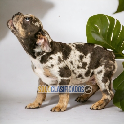 ADORABLE BULLDOG FRANCES EXOTICO PUPPY FOR SALE... 