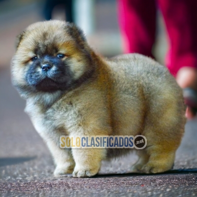 Adorable CHOW CHOW para tu hogar... 