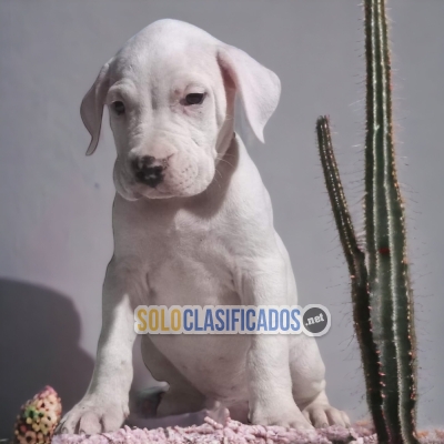 ENCANTADORES CACHORROS DOGO ARGENTINO... 