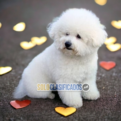 VENTAS DE HERMOSOS CACHORROS DE FRENCH POODLE NORMAL... 