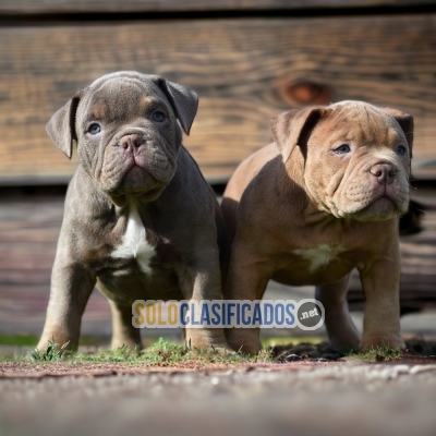 American Bully Strong Puppies Waiting For You... 