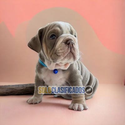 Bellos perritos de raza bulldog para tu bella familia... 