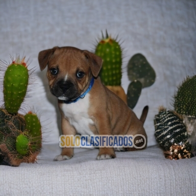 Stafford Americano Tiernos y Unicos  Cachorros... 