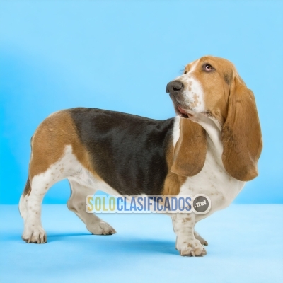 HAIRY BASSET HOUND... 