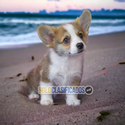 SALES CORGI DE PEMBROKE... 