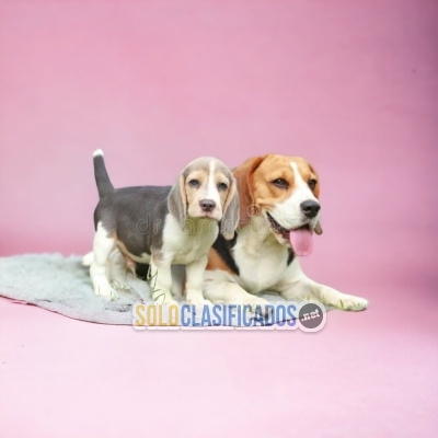 Cachorros adorables raza beagle harrier... 