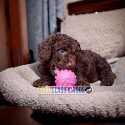 French Poodle Chocolate Brilliant Puppies... 