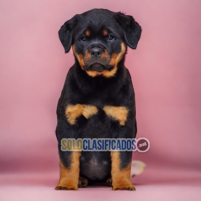 Preciosos y bellos cachorros ROTTWEILER... 