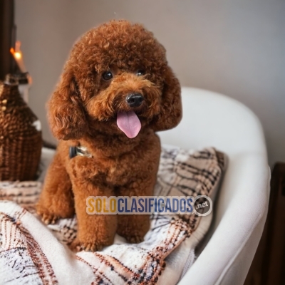 French Poodle Chocolate Bellos Cachorros... 