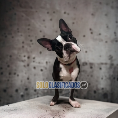 BOSTON TERRIER DR... 