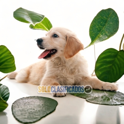 GOLDEN RETRIEVER          IT WILL BE YOUR COMPANION AND BEST COMP... 