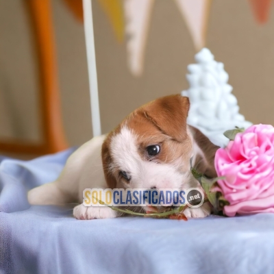 Jack Russel Terrier Great and Cute Puppies... 