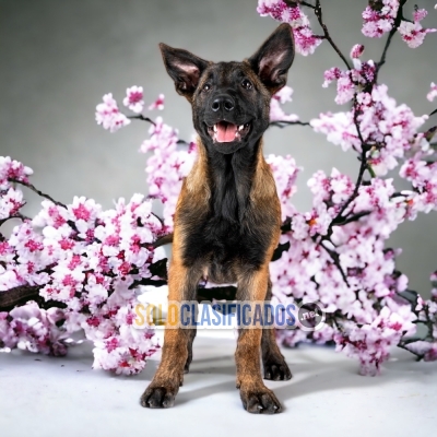 PASTOR BELGA MALINOIS   IT WILL BE YOUR COMPANION AND BEST COMPAN... 