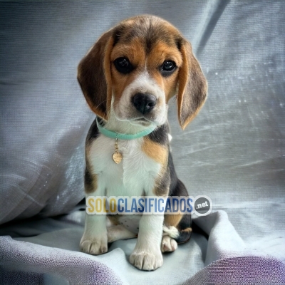 BEAGLE HARRIER DOGS AVAILABLE... 