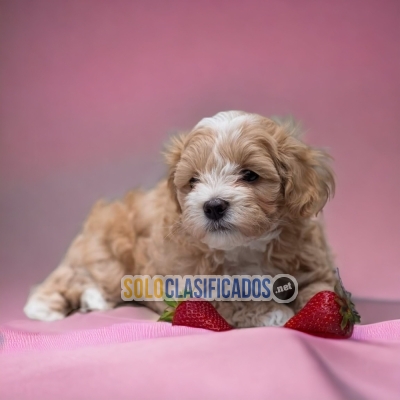 Tierno BICHÓN HABANERO para tu familia... 