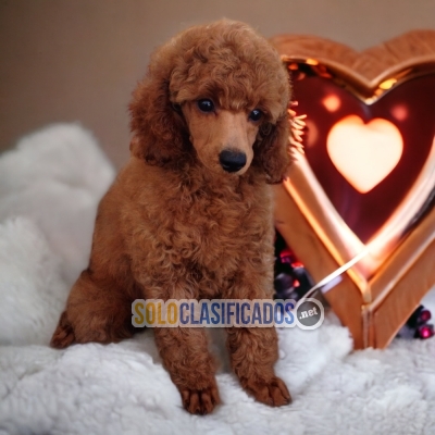 2BEAUTIFUL PUPPIES AVAILABLE FRENCH POODLE RED... 