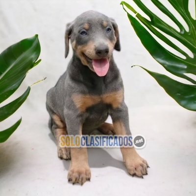DOBERMAN BLU AVAILABLE NOW  THE BEST PRICE... 