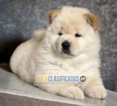 Chow Chow lindos Cachorros... 