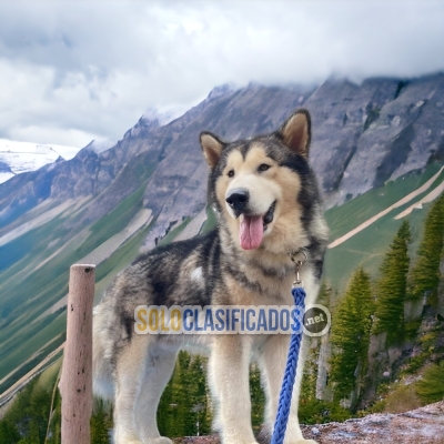 2BEAUTIFUL PUPPY ALASKAN MALAMUTE... 