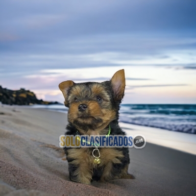 Perro de raza: YORKIE... 