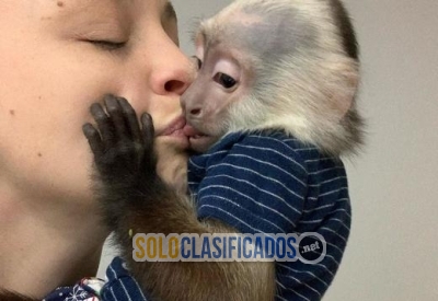 Bebés capuchinos socializados venta de monos... 
