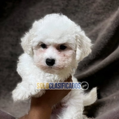 CACHORRITOS BICHON FRISE... 