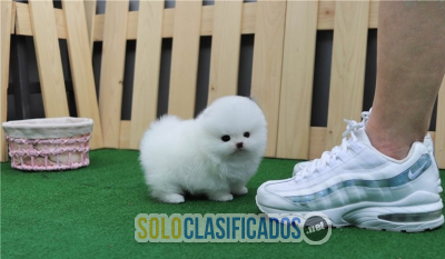 Solo Clasificados - Hermosos cachorros Pomerania 