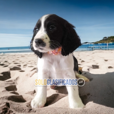 HERMOSO CACHORRO SPRINGER SPANIEL  PARA SU HOGAR... 