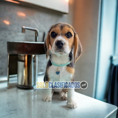 CUTE PUPPIES BEAGLE POCKET AMERICAN... 