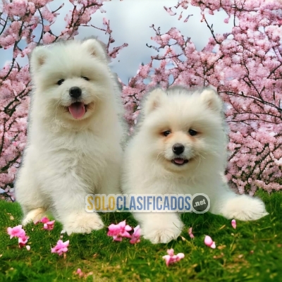 Samoyedo Fabulosos Cachorros Disponibles... 