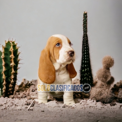 SALE BASSET HOUNDS... 