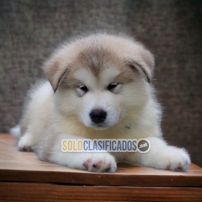 ALASKAN MALAMUTE A FURRY FOR YOUR HOME... 