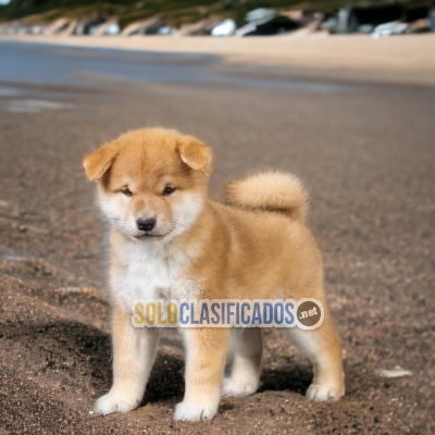 Akita Inu Bellos  Cachorros... 