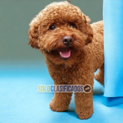 French Poodle Red Gorgeous Puppies... 