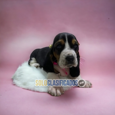 Beautifull BASSET HOUND Certificate of purity of breed l... 