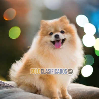 CUTE PUPPIES AVAILABLE POMERANIAN EN NORT CAROLINA... 