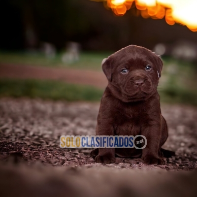 LABRADOR RETRIEVIER CHOCOLATE... 