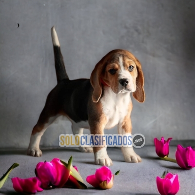 LINDOS CACHORROS BEAGLE POKET AMERICANO... 