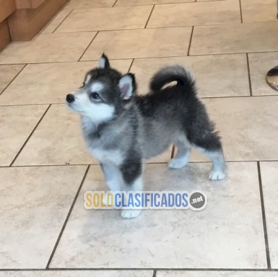 Alaskan malamute perritos bebe en venta Whatsapp : +1 (510) 84251... 