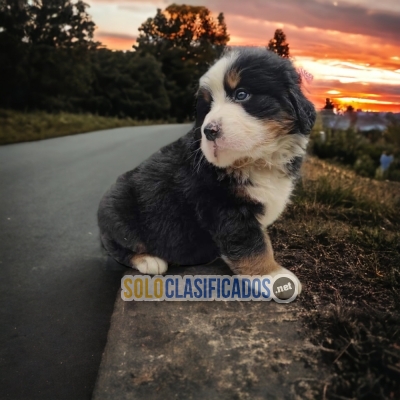 Preiosos Bernese de Montaña Lindos de Montaña... 