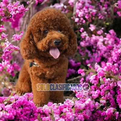 Papas French Poodle Chocolate Bellos y Elegantes Cachorros... 