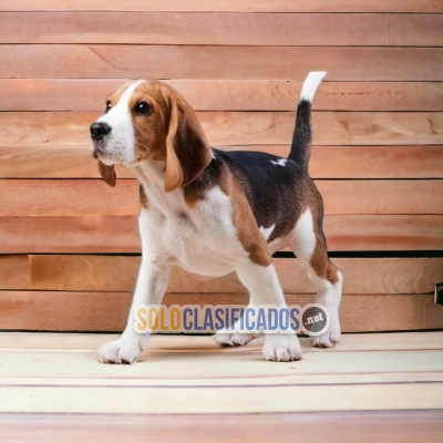 LINDOS CACHORROS  BEAGLE  HARRIER  PARA SU HOGAR... 