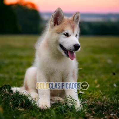 best friend the alaskan malamute... 