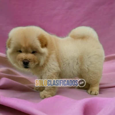 Adorable and Playful Chow Chow Puppy... 