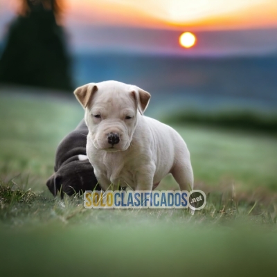 BEAUTIFUL PUPPIES AMERICAN STAFFORD... 