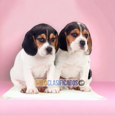 Lovely and Precious Beagle Harrier Puppies... 