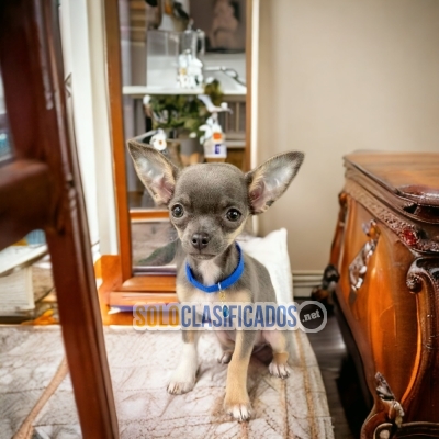 Lovely Chihuahua Pretty Puppies... 