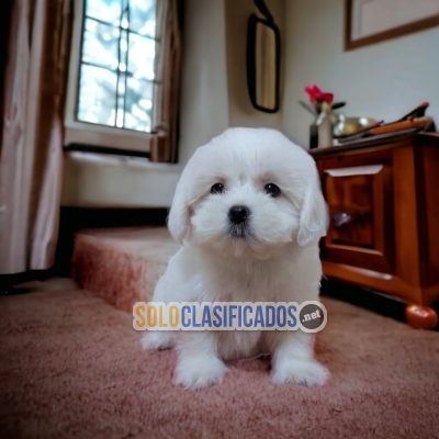 Beautiful puppies available BICHON MALTES with the best market co... 