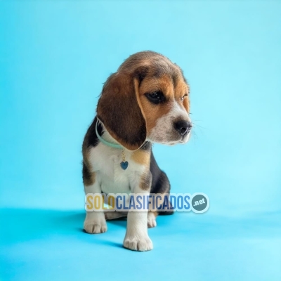 Preciosos cachorros BEAGLE POKET AMERICANO DR... 